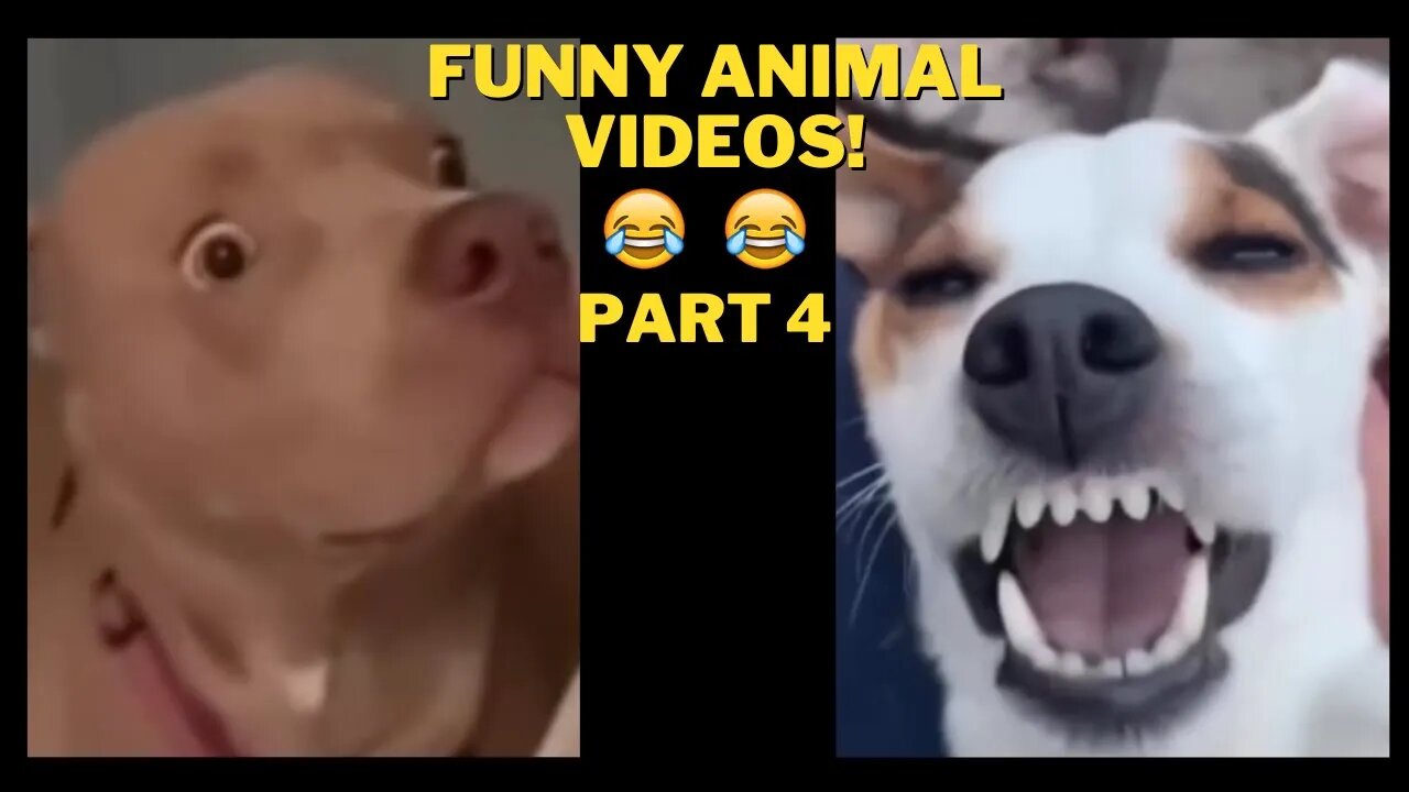 Funniest Animal Videos |Part 4 |Try not to laugh |2022😂