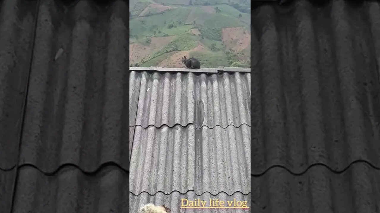 oh my god the cat is sitting on the roof
