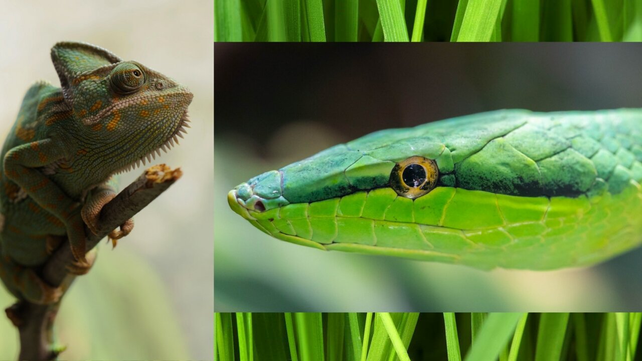 Snake tries to hunt lizard