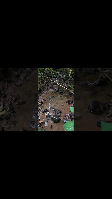 The driest year yet here on Ravenwood Acres!