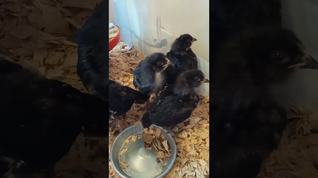 Short Chick Update, 3 Weeks Old, Feeder Upgrades