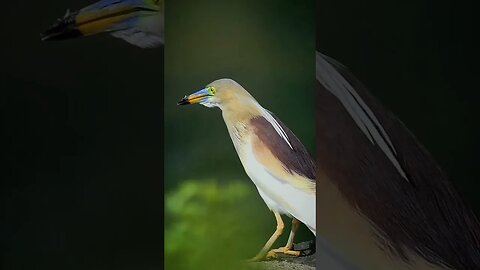 The Indian pond heron is a small heron.