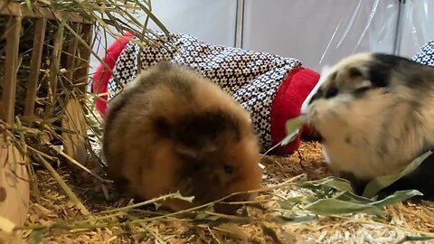 Front row seat Guinea pigs munching