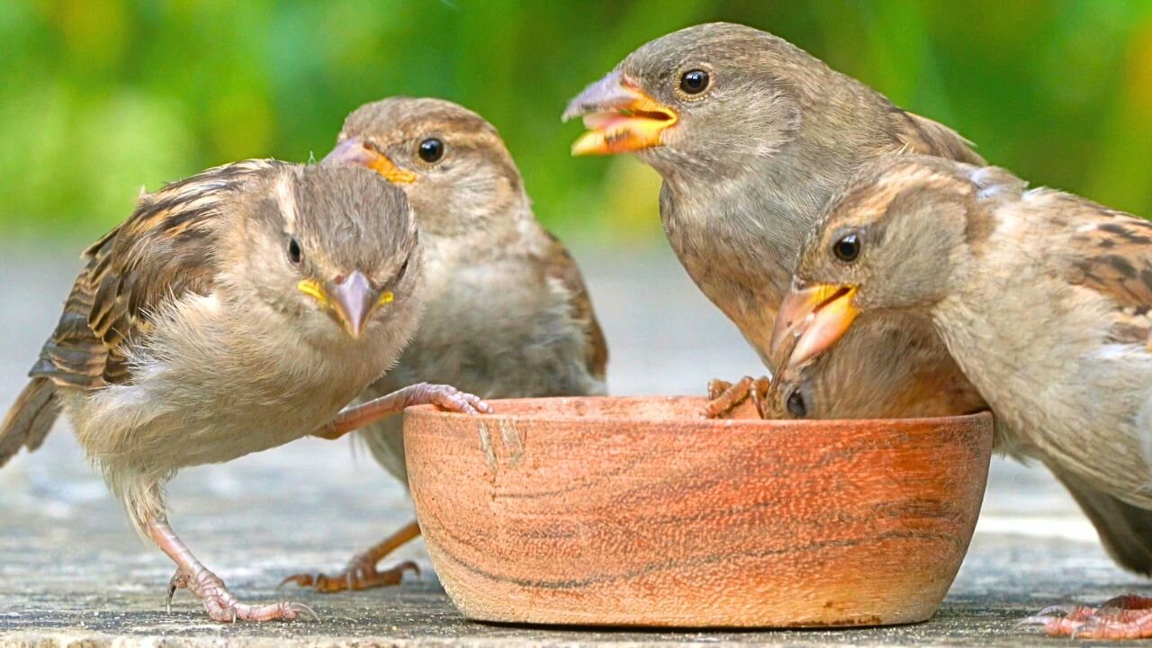 Sparrow Society in a Nutshell: Females and Fledglings Eat, Males Are on Guard Duty