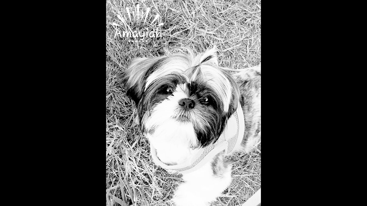 Amayiah - Her Debut in 2017