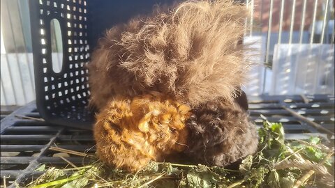 Guinea piglets half day old chilling with their mama. Baby Cavia's halve dag oud samen met mama.