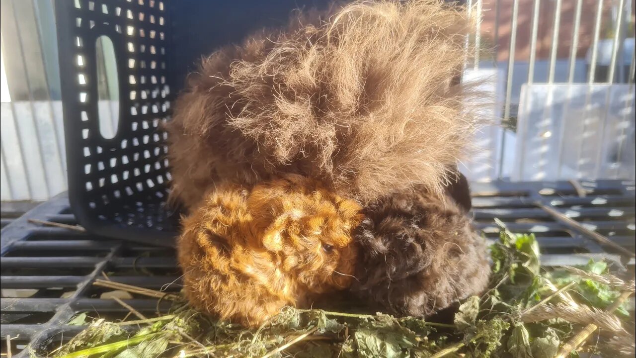 Guinea piglets half day old chilling with their mama. Baby Cavia's halve dag oud samen met mama.