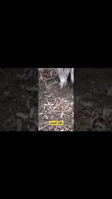 طائر السمان يأكل اليرقات