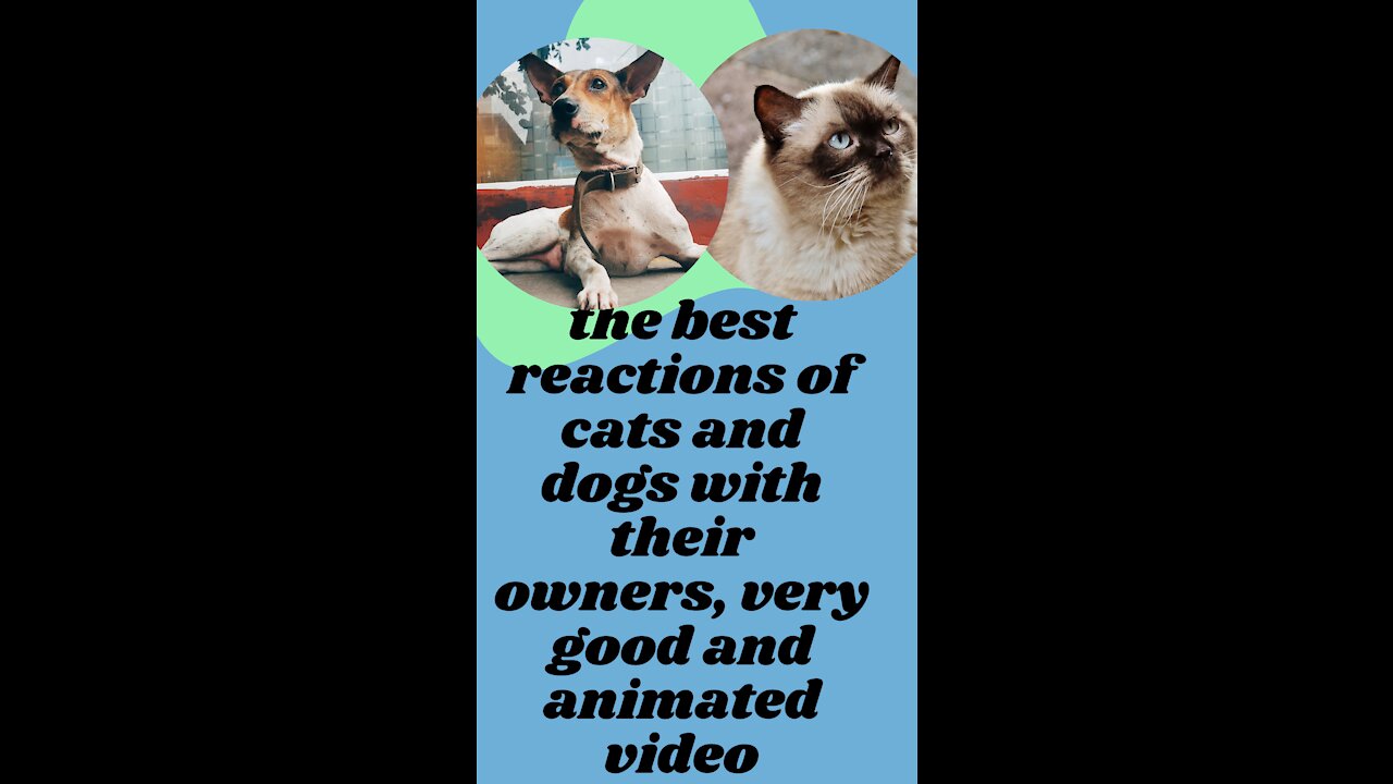 reaction of cats and dogs