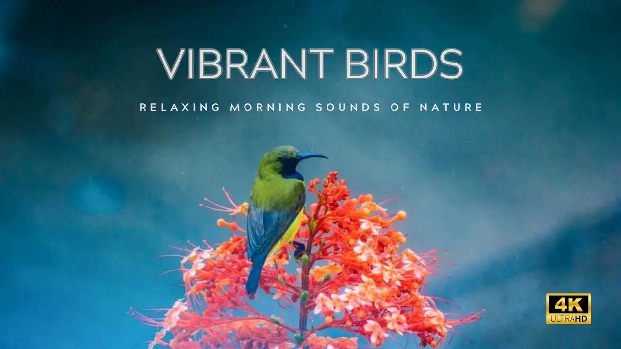 4K Bird Photography | Relaxing Morning Sounds of Nature #relaxationfilm #naturesounds #birdssinging