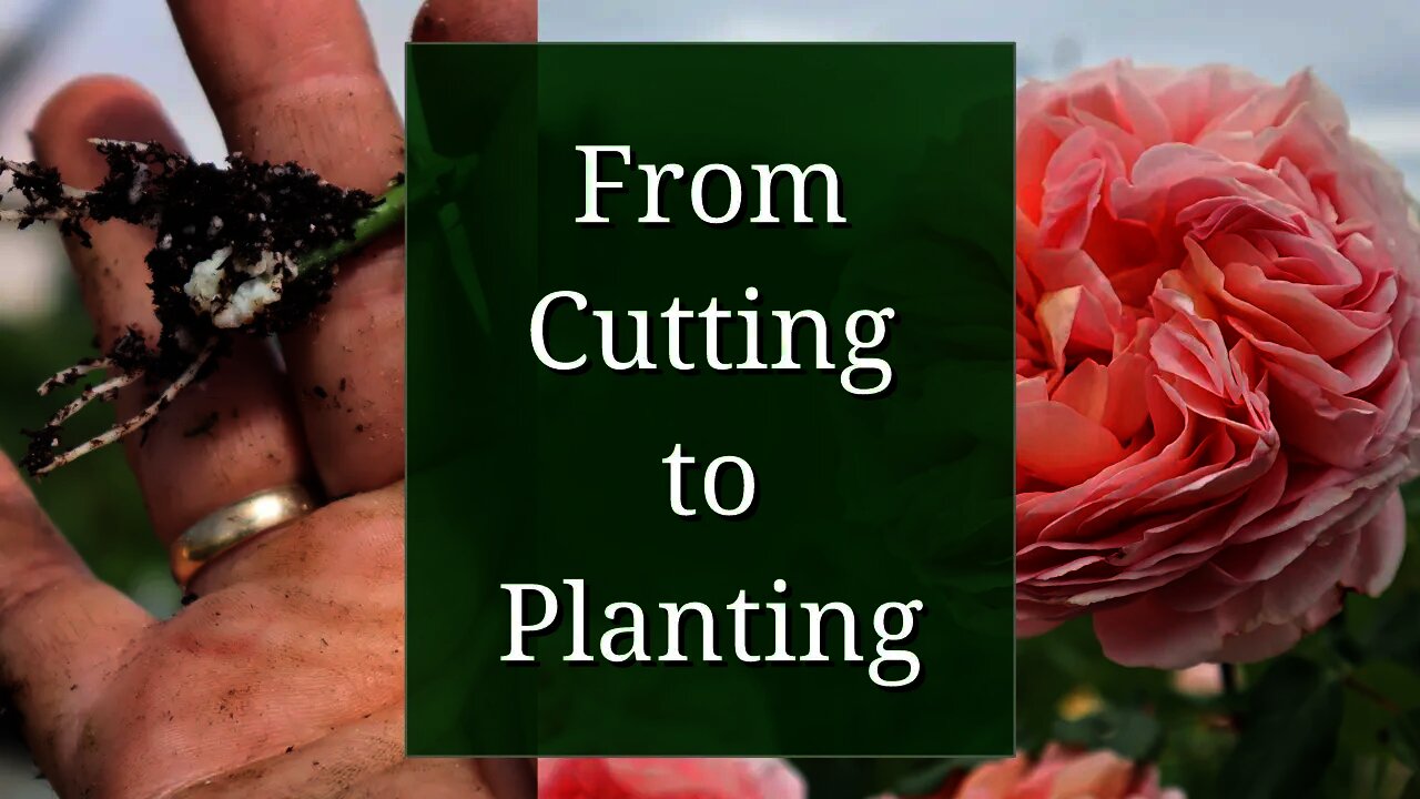 From Cutting to Planting: Full Propagation Timeline