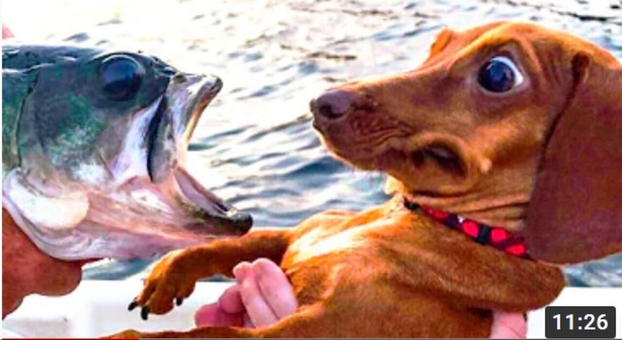 🤣 最有趣 🐶 狗和 😻 貓🤣Funniest Dogs and Cats - Awesome Funny Pet Animals Videos 😇