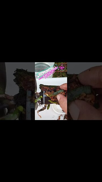 😵‍💫 In REVERSE 🤪Just For FUNSIES! 😅 #ninjaorchids #funny #fun #repotting