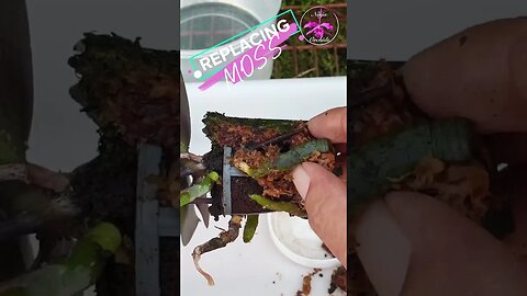 😵‍💫 In REVERSE 🤪Just For FUNSIES! 😅 #ninjaorchids #funny #fun #repotting
