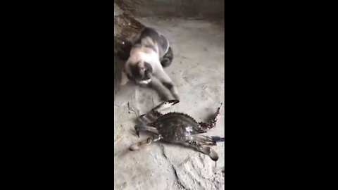 cat vs crab fight
