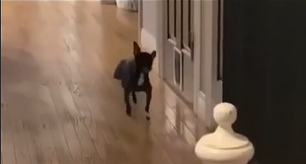 Prancing Pup Is The Cutest Thing You Will See Today