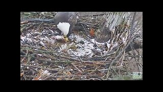 Hays Eagles Dad brings in a Huge Catfish into the Nest 12623 1236pm