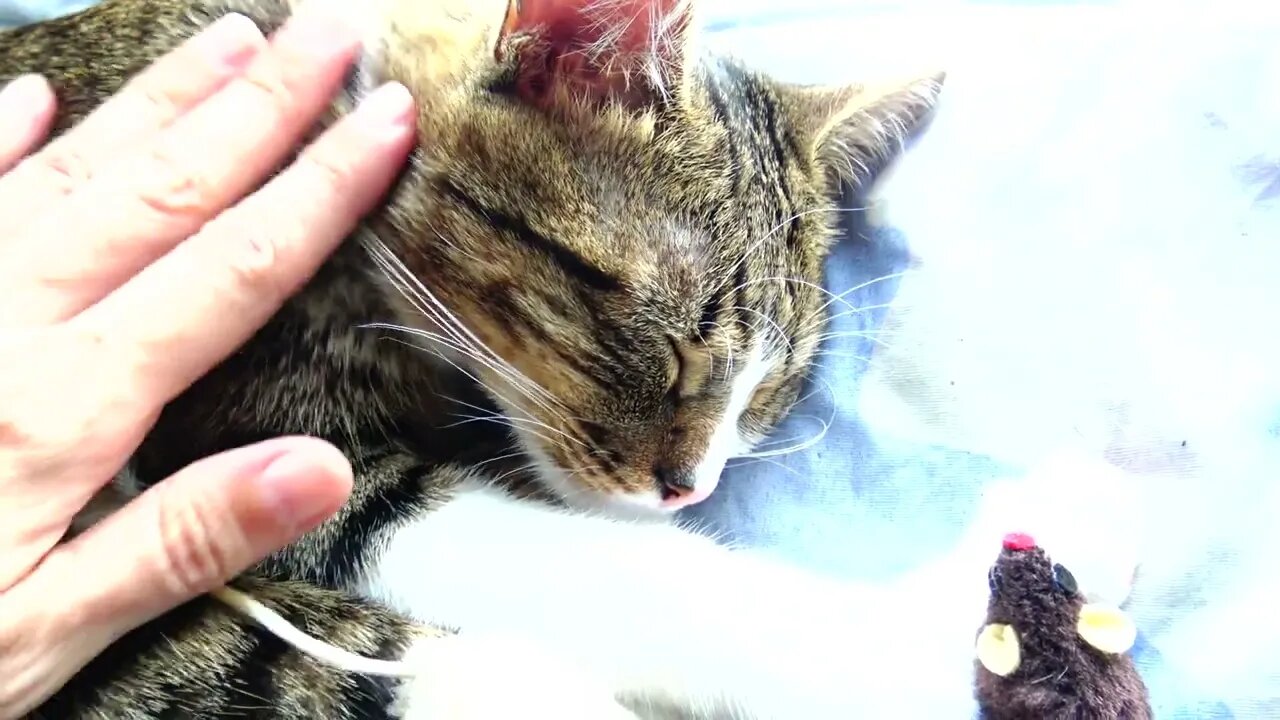 Kitten Allows Me to Grab His Head