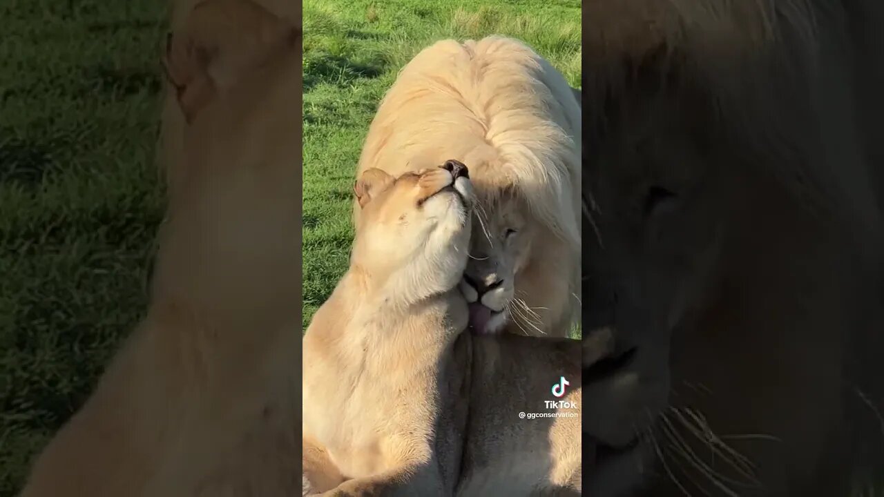 lion love family first #viral #now #today #live #abm #funny #freedom #love #world #life