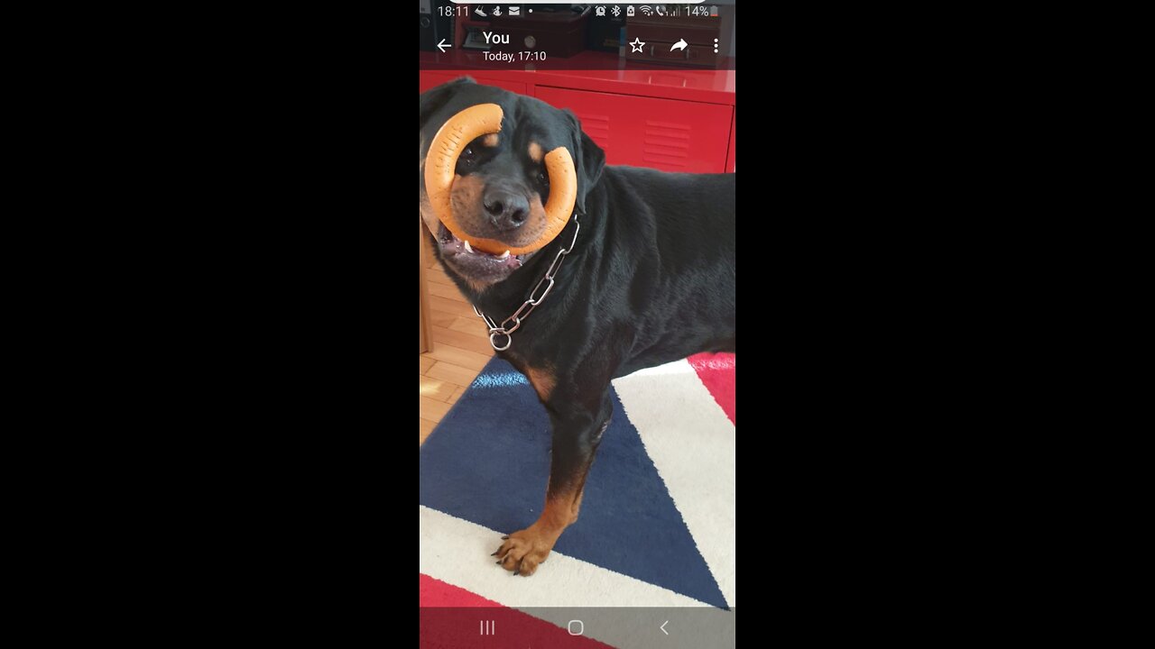 Rottweiler play time