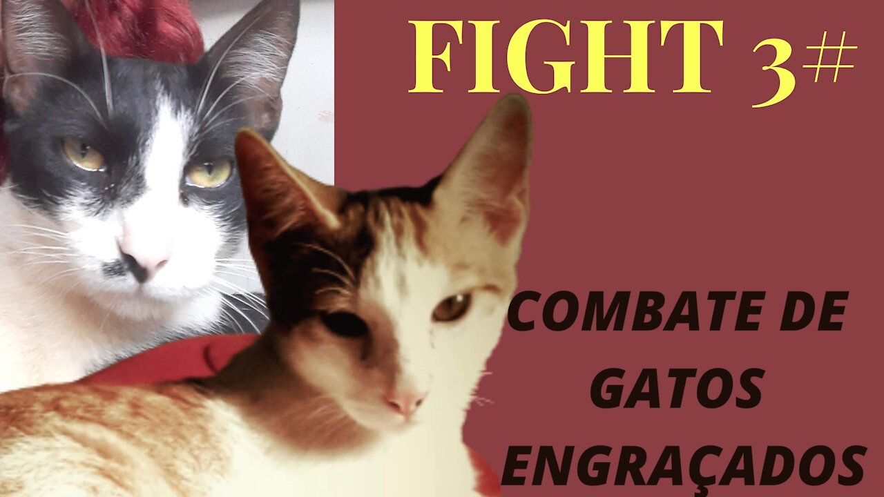 ✅🥊(FIGHT CAT #3) OS gatinhos 🐱mais engraçados no combate - [PETS BRAGA]