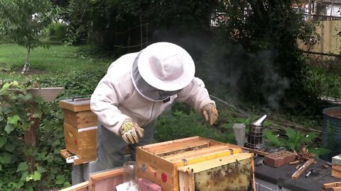 NEW BEEKEEPER TIME TO TAKE DRASTIC MEASURES !