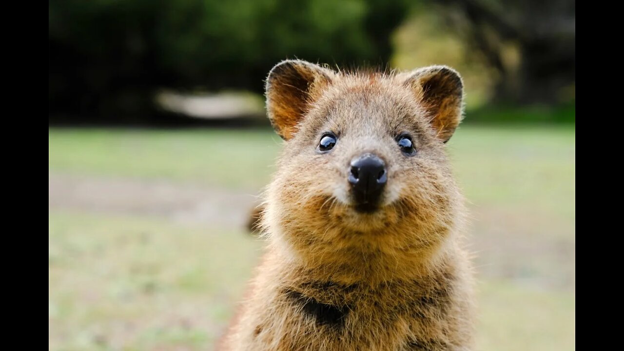 Quokka: The Happiest Creatures on the Internet