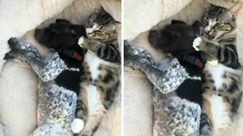 Precious kitten lovingly gives kisses to puppy best friend