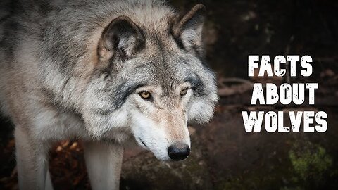 30 Interesting Facts About Wolves - Amazing Facts About Wolves