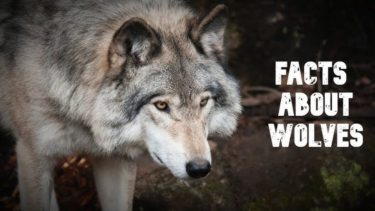 30 Interesting Facts About Wolves - Amazing Facts About Wolves