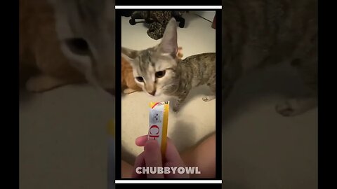 You Laugh You Restart II Newest Funny Animal Shorts of 2023 1 #shorts #funny #cat #dog #pets