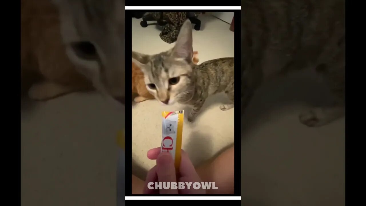 You Laugh You Restart II Newest Funny Animal Shorts of 2023 1 #shorts #funny #cat #dog #pets