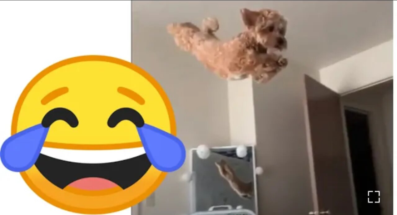My dog flies 2021