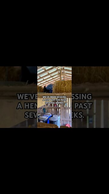 She really went broody up there #shorts