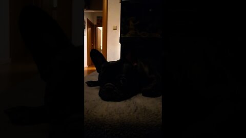 French Bulldog Blacky 🐶 is chilling on the sofa 🛋