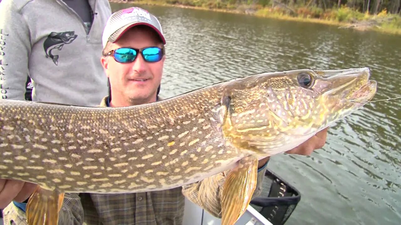 Monster Walleye and Pike at Lloyd Lake in Saskatchewan, Canada