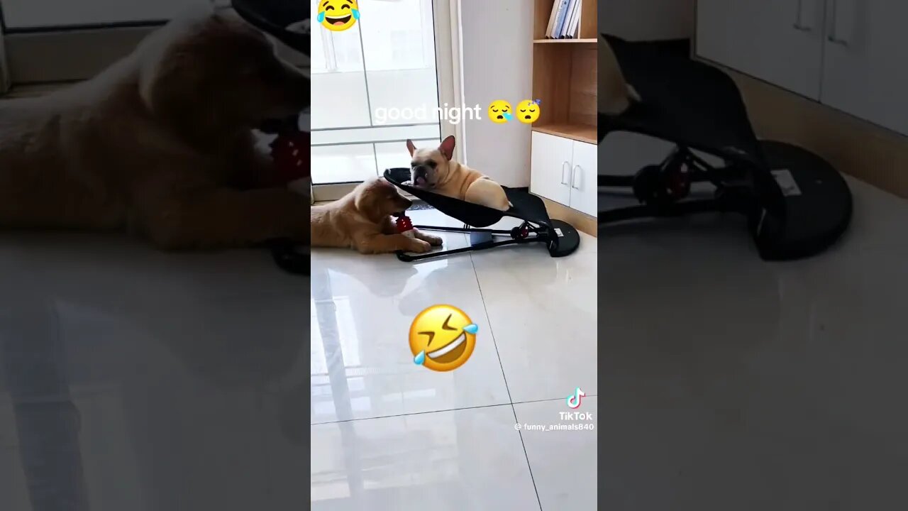 CRAZY PETS😜 #misfit @Just_Me_Sue @kristen.r @Stuiterbal83 @squishythecat @ChristManson 