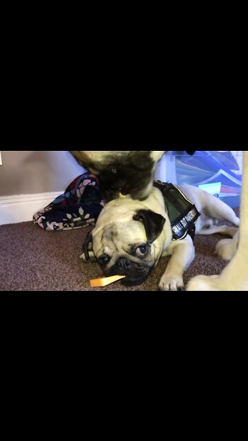 Pug Gets Neck Massage From Gentle Giant Akita