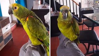 Parrot Shows Off Epic Opera Singing Skills