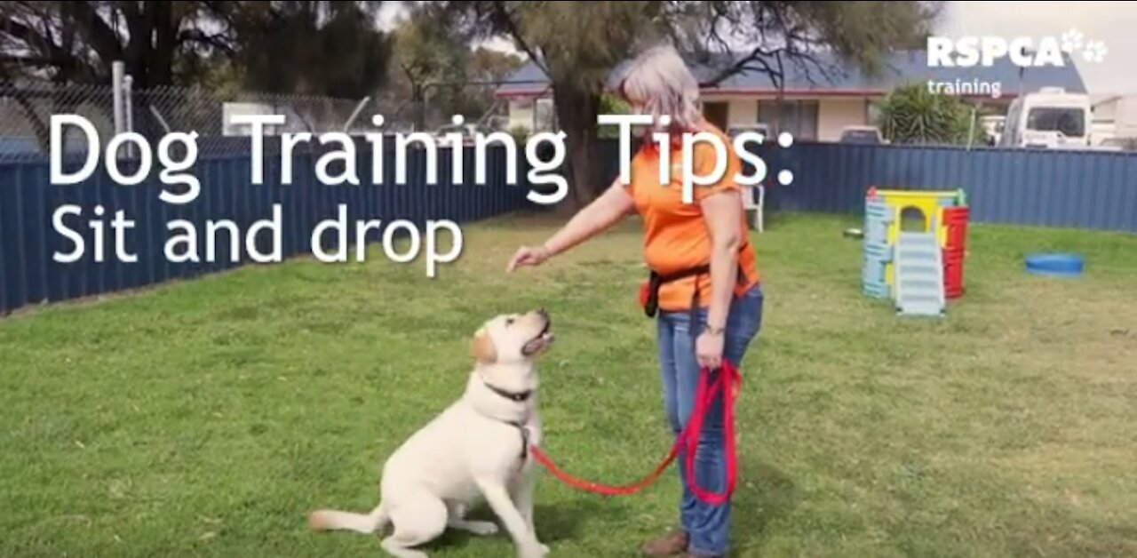 FREE DOG TRAINING SERIES – Part 1: how to teach your dog to sit and drop