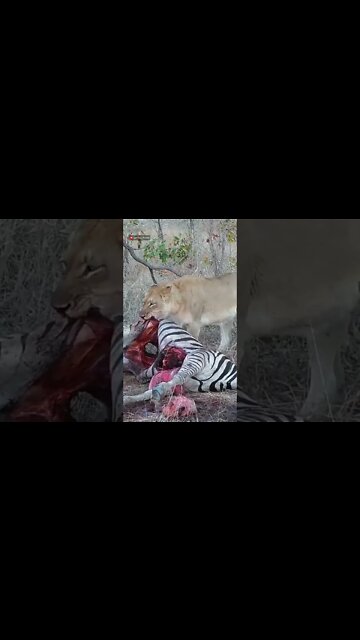 Lions Eat A Zebra #shorts