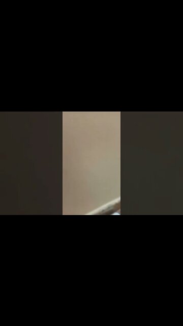 Dog lovers only Understand this fun #doglover #pets #dog #doglovers #trending #shorts #trendingshort