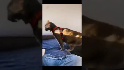 Funny Pets Shorts #funny #animals #shorts #video #pets