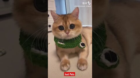 Adorable 👀 eyes #cute #tiktok #funnyanimals #funnyvideos #cat 2022