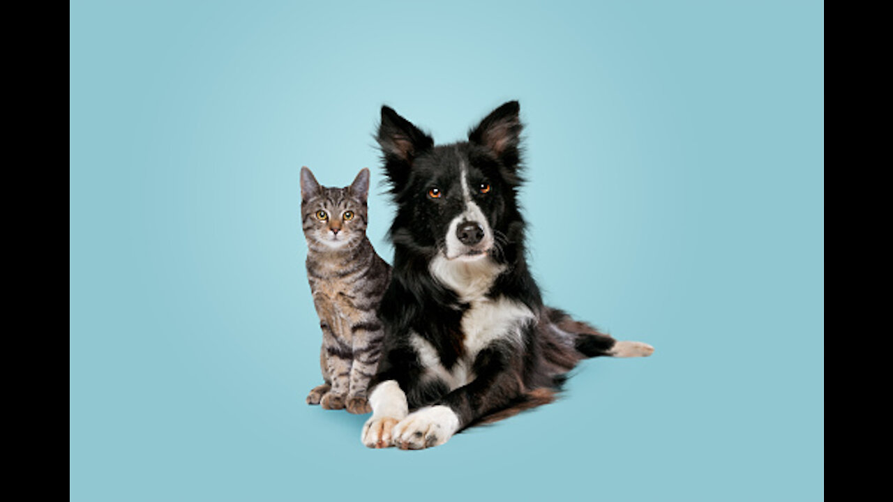 How to train your dog to leave your cat alone | How to teach your dog and cat to get along