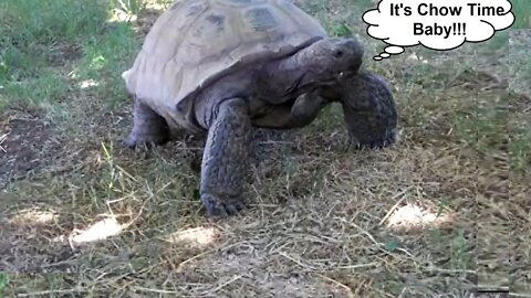 It's Chow Time Baby!