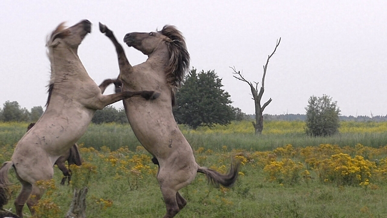 A wild fighting horse gets a little help from his friend (slow version)