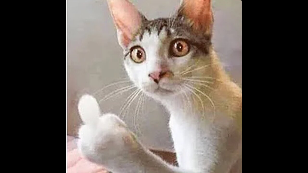 Cute Animals Funny Compilation