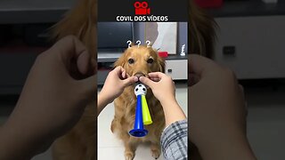 cachorro tocando corneta