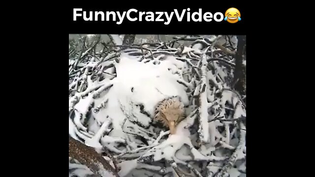 Mr FunnyCrazyVideo😂 Just Incredible Video Funny and Crazy #Like Follow for Follow 🥰